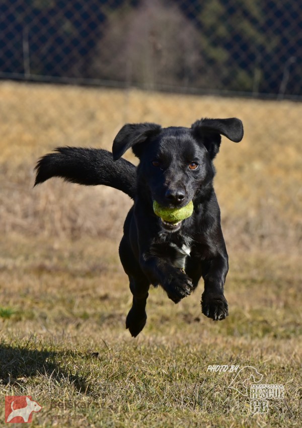 Darujeme opuštěného Dastyho