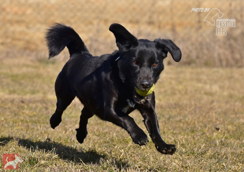 Darujeme opuštěného Dastyho