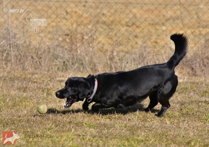 Darujeme opuštěného Dastyho
