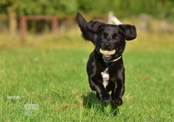Inzerce psů Darujeme opuštěného Dastyho