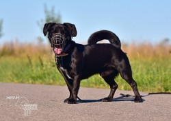 Darujeme opuštěného Dastyho