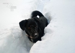 Darujeme opuštěného Dastyho