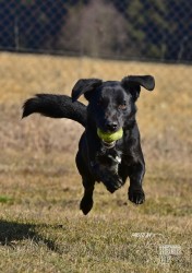 Darujeme opuštěného Dastyho