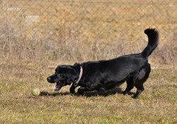 Darujeme opuštěného Dastyho