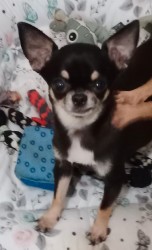 Inzerce psů Čivava