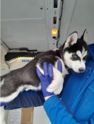 Inzerce psů Sibiřský husky