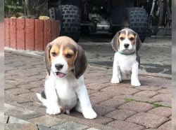 Inzerce psů Bígl/též beagle