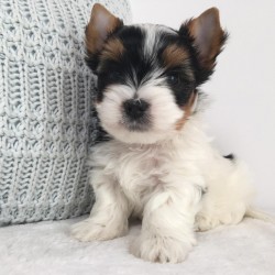 Inzerce psů Biewer Jorkšírský teriér bez PP