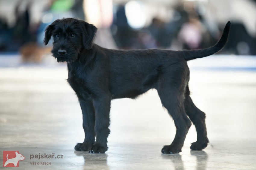 Knírač velký s PO