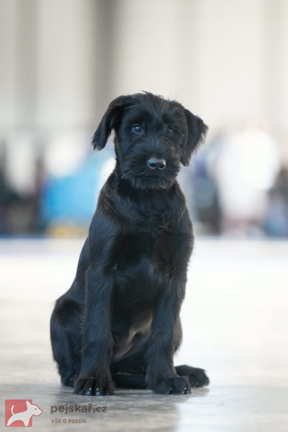 Knírač velký s PO