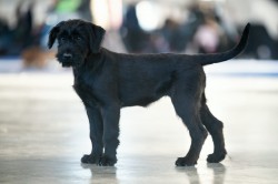 Knírač velký s PO