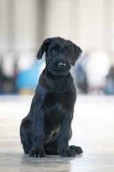 Knírač velký s PO