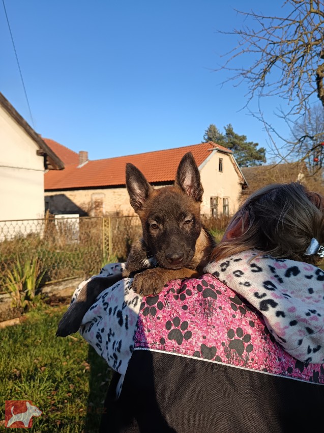 ChS nabízí belgického ovčáka malinoise