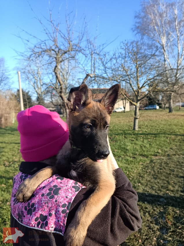 ChS nabízí belgického ovčáka malinoise