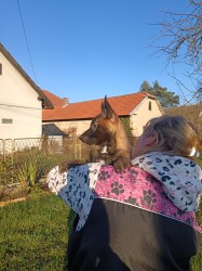 ChS nabízí belgického ovčáka malinoise