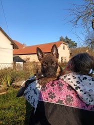 ChS nabízí belgického ovčáka malinoise