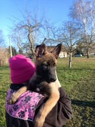 ChS nabízí belgického ovčáka malinoise