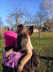 ChS nabízí belgického ovčáka malinoise