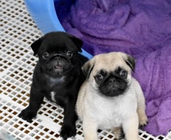 Inzerce psů Prodávám mopslíky