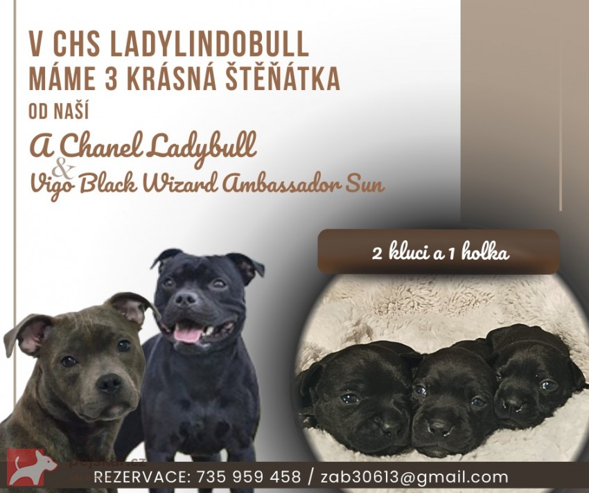 STAFFORDSHIRE BULL TERRIER s PP