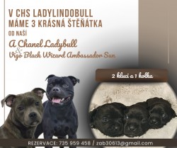 Inzerce psů STAFFORDSHIRE BULL TERRIER s PP