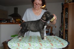 Inzerce psů Irský vlkodav