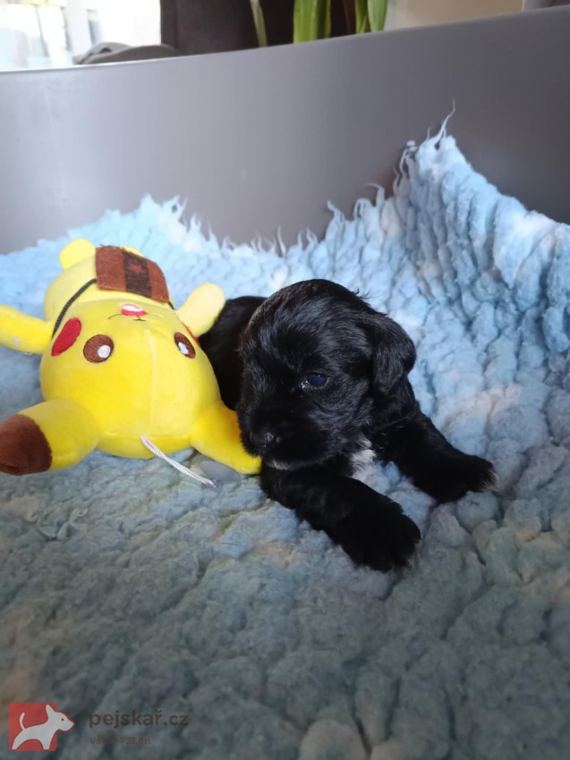 Knírač malý černý