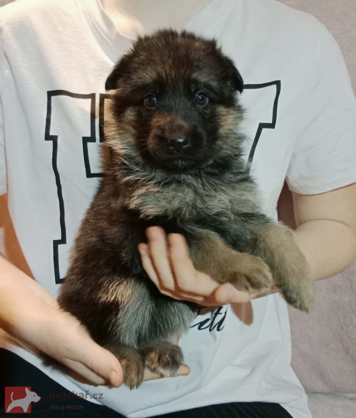 Německý ovčák - štěňátka s PP