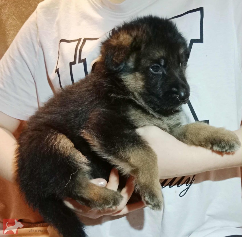 Německý ovčák - štěňátka s PP
