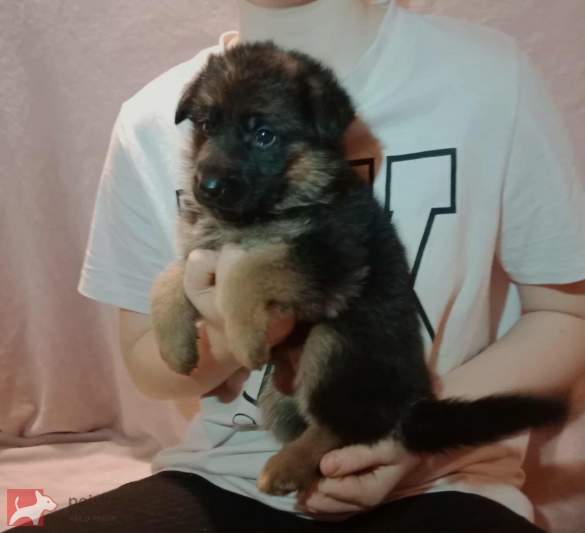 Německý ovčák - štěňátka s PP