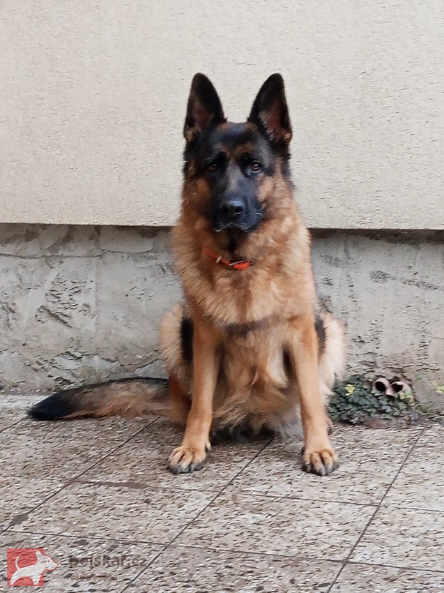 Německý ovčák - štěňátka s PP