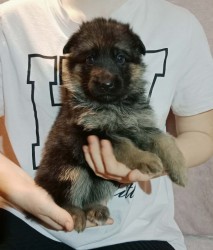 Inzerce psů Německý ovčák - štěňátka s PP