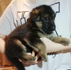 Německý ovčák - štěňátka s PP