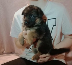 Německý ovčák - štěňátka s PP