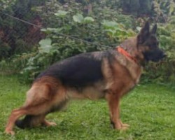 Německý ovčák - štěňátka s PP