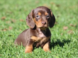 Inzerce psů Prodám štěňátko Jezevčík, hladkosrstý fenečka.