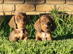 Inzerce psů trpasličí štěňata jezevčíka hladkosrstého