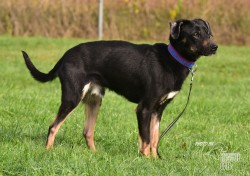 Inzerce psů Vašek hledá domov