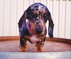 Inzerce psů Prodám nádherná štěňátka jezevčíků.