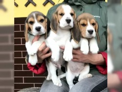 Inzerce psů Bígl štěňátka