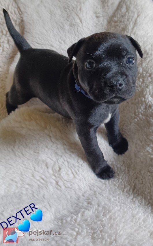 Štěňátka Staff.Bulíčků s  PP z perspektivní spojení s Ambassador Sun.