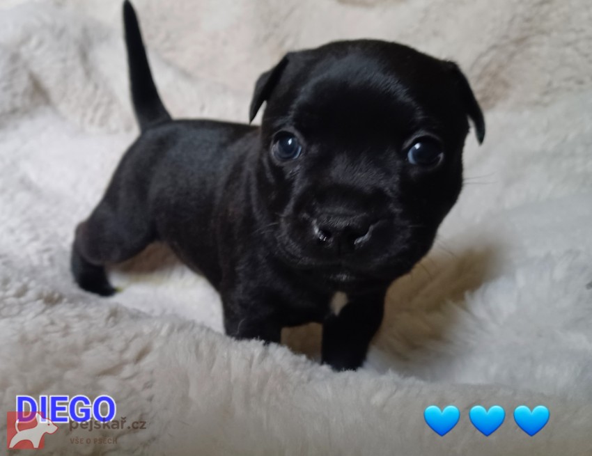 Štěňátka Staff.Bulíčků s  PP z perspektivní spojení s Ambassador Sun.