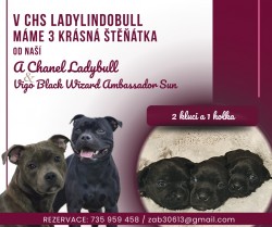 Inzerce psů Štěňátka Stafford.Bulteriera s PP perspektivní spojení s Ambassador Sun.