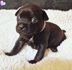 Štěňátka Stafford.Bulteriera s PP perspektivní spojení s Ambassador Sun.