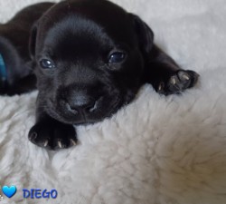 Štěňátka Stafford.Bulteriera s PP perspektivní spojení s Ambassador Sun.