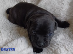 Štěňátka Stafford.Bulteriera s PP perspektivní spojení s Ambassador Sun.