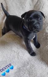 Inzerce psů Štěňátka Staff.Bulíčků s  PP z perspektivní spojení s Ambassador Sun.