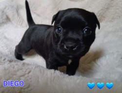 Štěňátka Staff.Bulíčků s  PP z perspektivní spojení s Ambassador Sun.