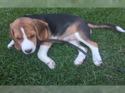 Inzerce psů Štěně bígla