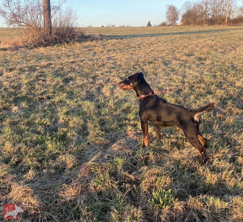 prodám jagdterriera- pes